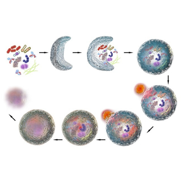 Aiming for <b>autophagy</b> in hair physiology