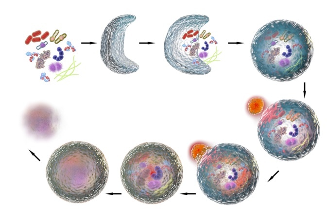 Mirare all’<b>autofagia</b> nella fisiologia del capello